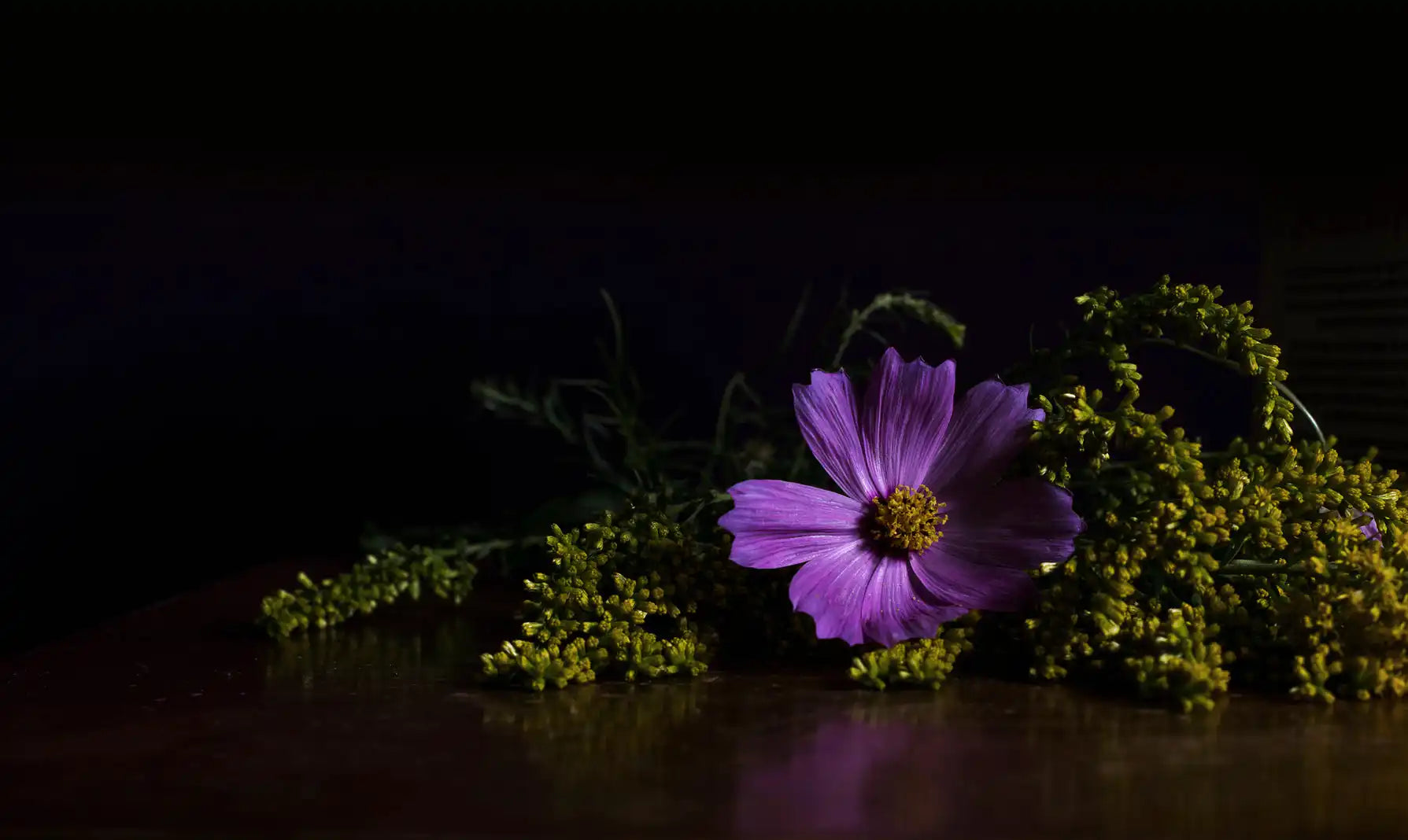 Purple cosmos flower with yellow center.